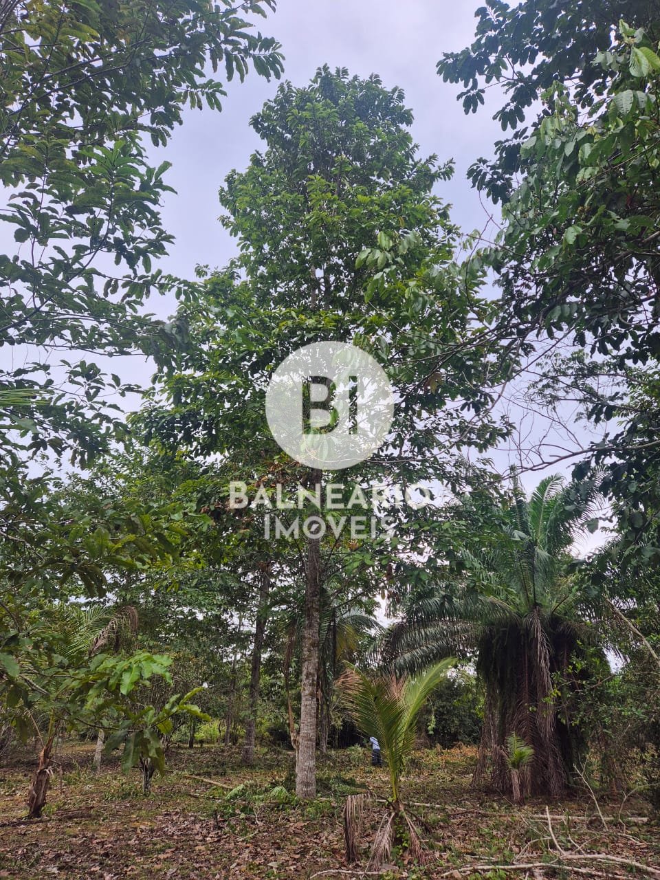 Sítio, 2 quartos - Foto 3