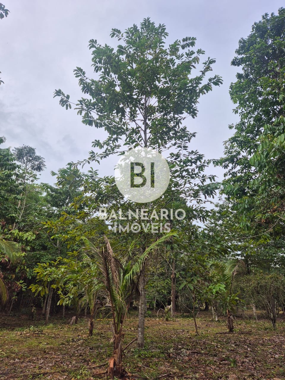 Sítio, 2 quartos - Foto 4