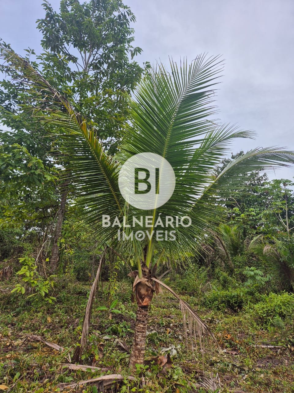 Sítio, 2 quartos - Foto 24