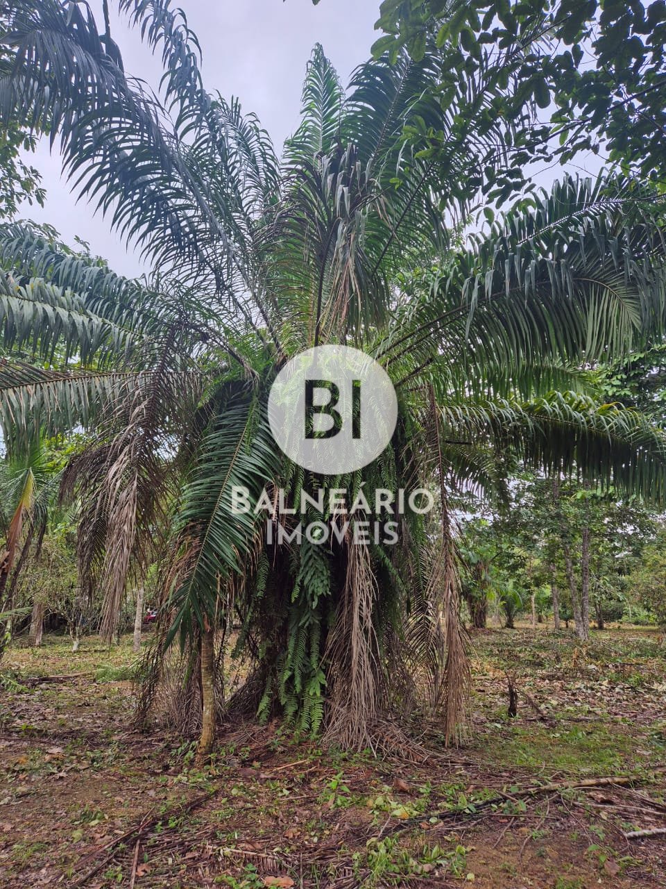 Sítio, 2 quartos - Foto 27