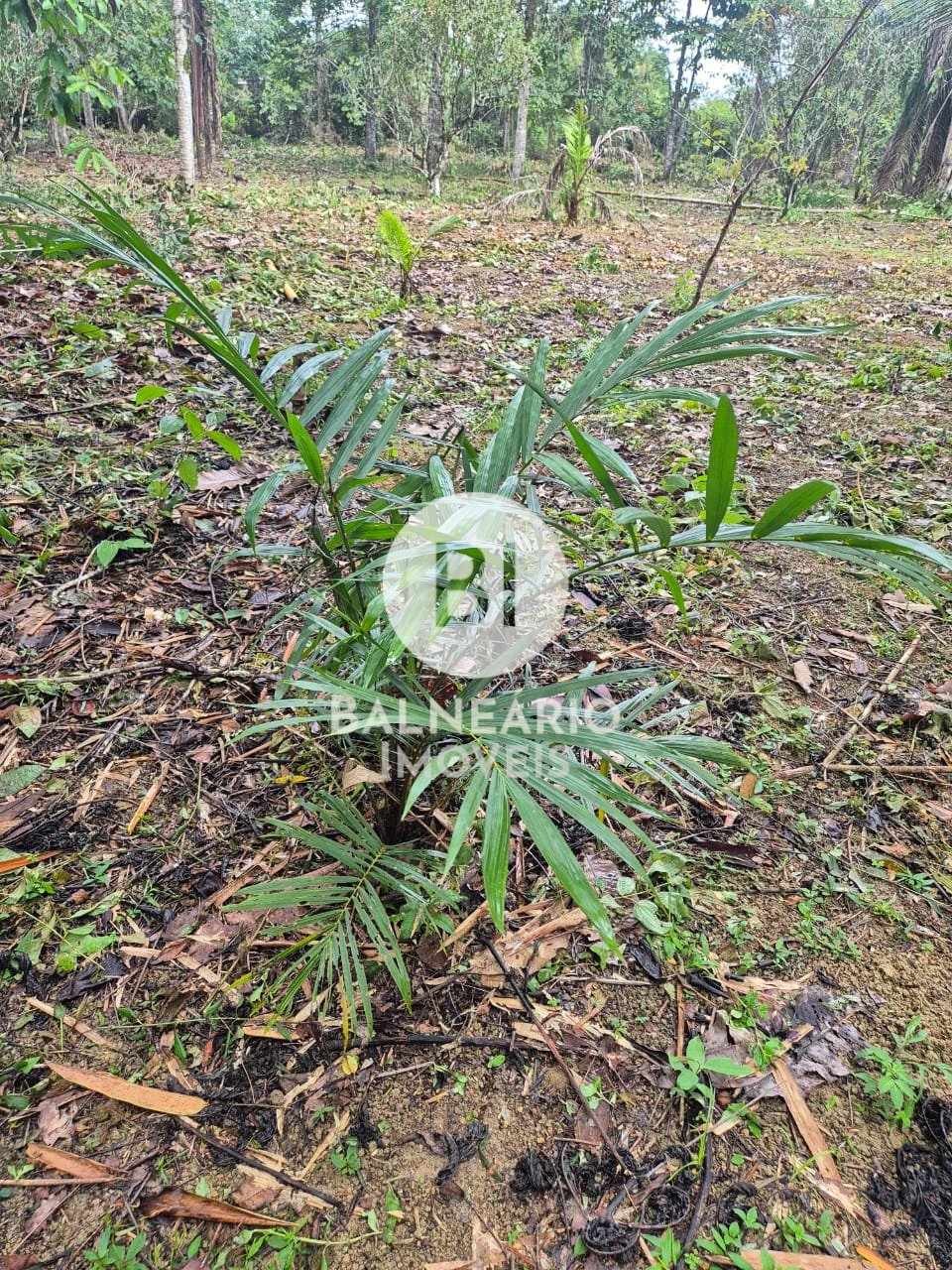 Sítio, 2 quartos - Foto 30