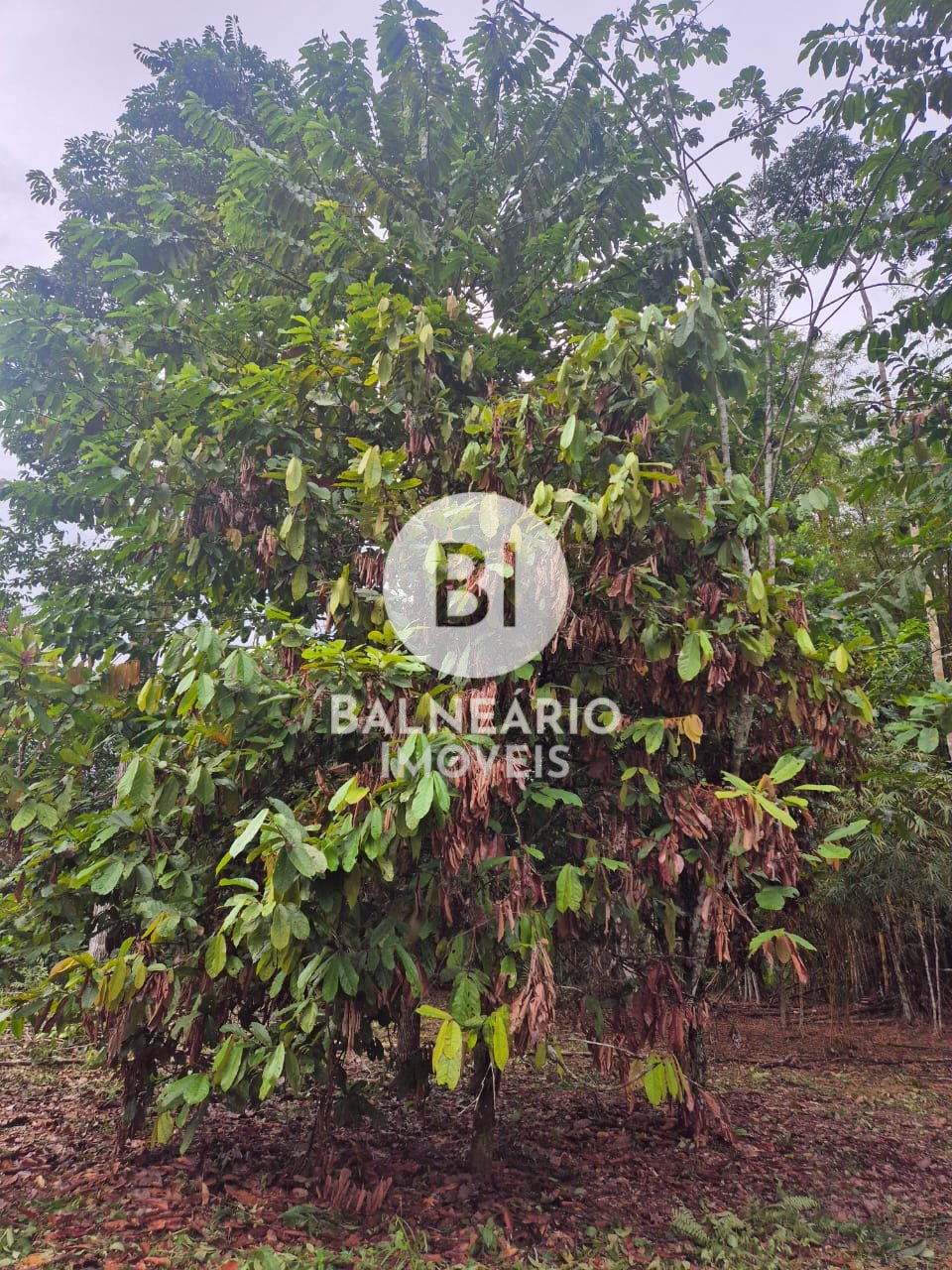 Sítio, 2 quartos - Foto 31