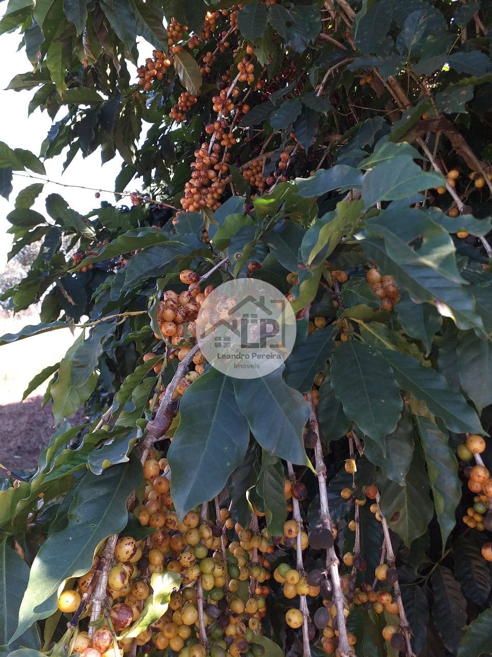 Fazenda, 1 quarto - Foto 10