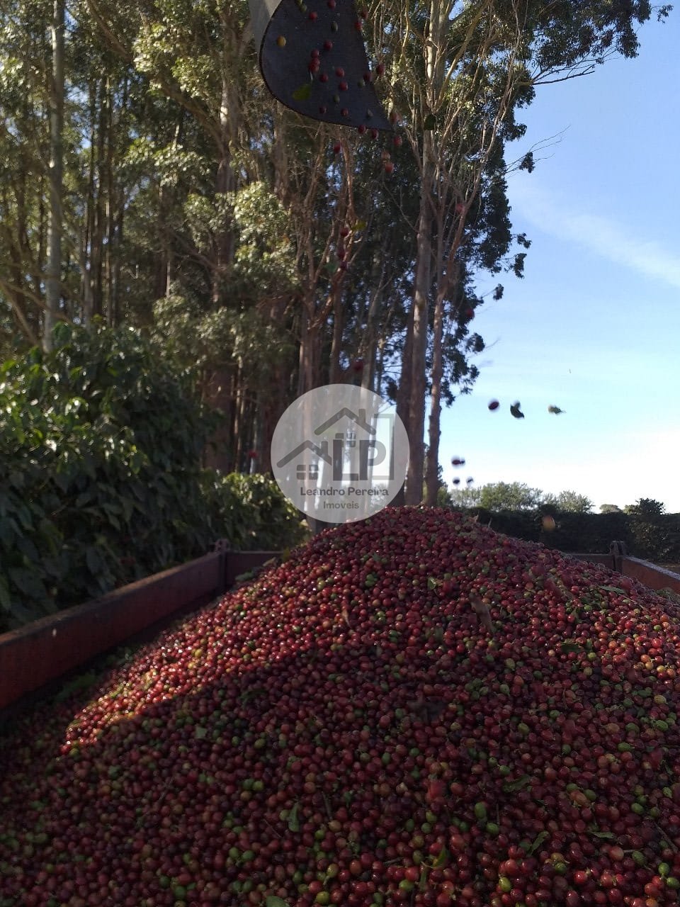 Fazenda, 1 quarto - Foto 12