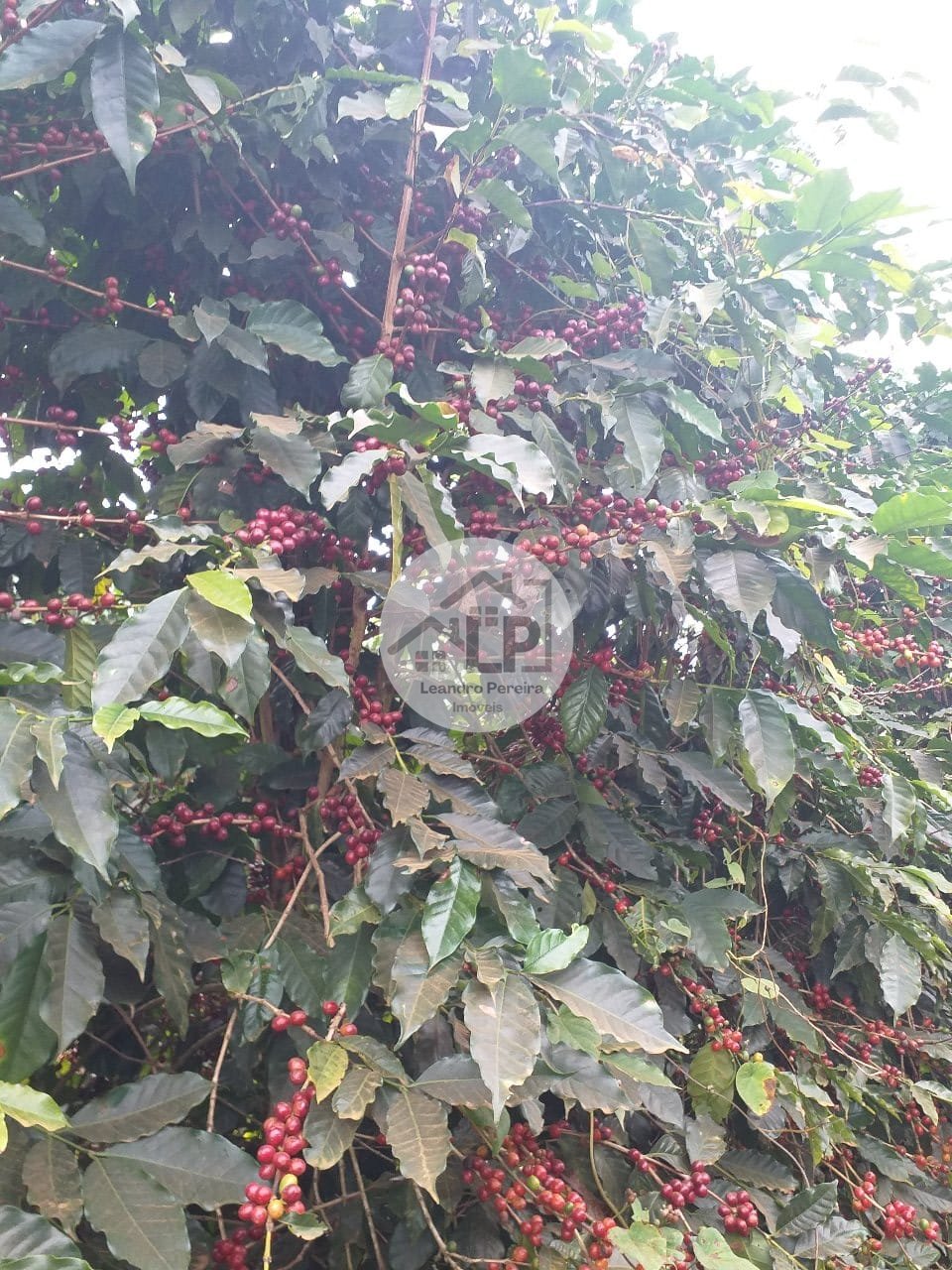 Fazenda, 1 quarto - Foto 17