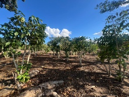 Fazenda/Sítios/Chácaras no bairro Área Rural de Cacoal, em Cacoal | Eu Corretor
