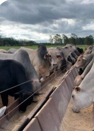 Fazenda/Sítios/Chácaras de 12010000m² no bairro Área Rural de Naviraí, em Naviraí | Eu Corretor