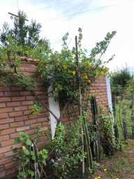 Chácara de 4 quartos, no bairro BR LAMBARI/CAMBUQUIRA, em Lambari | Eu Corretor