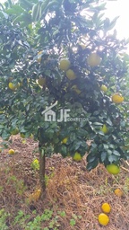 Fazenda/Sítios/Chácaras de 7000m² no bairro Macaco branco , em Portão | Eu Corretor