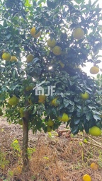 Fazenda/Sítios/Chácaras de 7000m² no bairro Macaco branco , em Portão | Eu Corretor