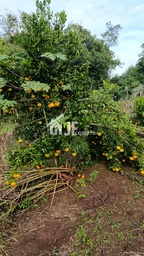 Chácara de 7000m² no bairro Macaco branco , em Portão | Eu Corretor