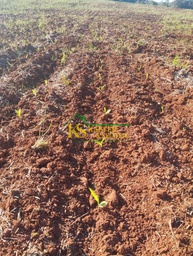 Fazenda/Sítios/Chácaras de 270m² no bairro Área Rural de Santa Rosa, em Santa Rosa | Eu Corretor