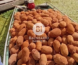 Fazenda/Sítios/Chácaras no bairro ZONA RURAL, em Careiro | Eu Corretor