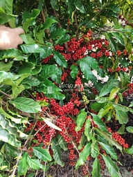 Fazenda/Sítios/Chácaras no bairro Centro, em Eunápolis | Eu Corretor
