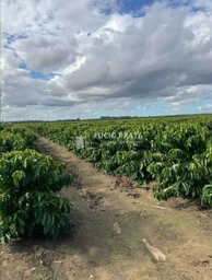 Fazenda/Sítios/Chácaras no bairro Jacupemba, em Aracruz | Eu Corretor