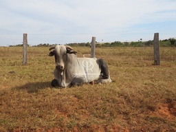 Fazenda/Sítios/Chácaras no bairro Zona rural, em Juara | Eu Corretor