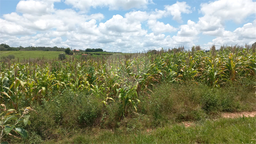 Fazenda/Sítios/Chácaras de 26000m² no bairro Área Rural De Piratininga, em Piratininga | Eu Corretor