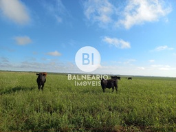Fazenda/Sítios/Chácaras de no bairro Área Rural de Alegrete, em Alegrete | Eu Corretor