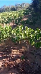 Fazenda/Sítios/Chácaras no bairro Sítio a venda 2 alqueires , em Colatina | Eu Corretor