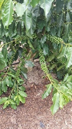 Fazenda/Sítios/Chácaras no bairro Fazenda 200 hectares Vila do Café, em Encruzilhada | Eu Corretor