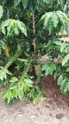 Fazenda/Sítios/Chácaras no bairro Fazenda 200 hectares Vila do Café, em Encruzilhada | Eu Corretor