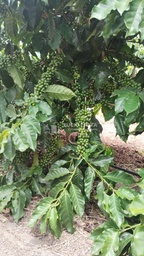 Fazenda/Sítios/Chácaras no bairro Fazenda 200 hectares Vila do Café, em Encruzilhada | Eu Corretor