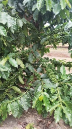 Fazenda/Sítios/Chácaras no bairro Fazenda 200 hectares Vila do Café, em Encruzilhada | Eu Corretor