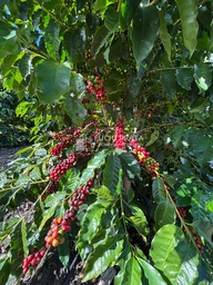 Fazenda/Sítios/Chácaras no bairro Fazenda 200 hectares Vila do Café, em Encruzilhada | Eu Corretor