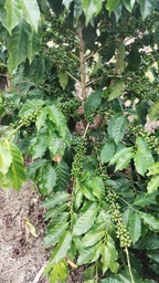 Fazenda/Sítios/Chácaras no bairro Fazenda 200 hectares Vila do Café, em Encruzilhada | Eu Corretor