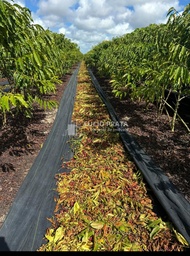 Fazenda/Sítios/Chácaras no bairro Fazenda 97 hectares café , em Montanha | Eu Corretor
