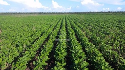 Fazenda/Sítios/Chácaras no bairro Zona Rural, a 15 km da cidade , em Brasnorte | Eu Corretor