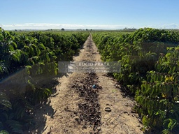 Fazenda/Sítios/Chácaras no bairro Sítio a Venda 36 hectares , em Boa Esperança | Eu Corretor