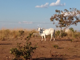 Fazenda/Sítios/Chácaras de 16370000m² no bairro Zona Rural, em Rosário Oeste | Eu Corretor