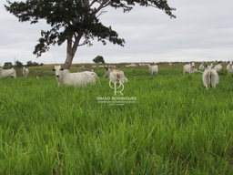 Fazenda/Sítios/Chácaras de 16370000m² no bairro Zona Rural, em Rosário Oeste | Eu Corretor