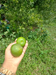 Fazenda/Sítios/Chácaras de 24172m² no bairro Pitanga de Palmares, em Simões Filho | Eu Corretor