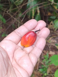 Fazenda/Sítios/Chácaras de 24172m² no bairro Pitanga de Palmares, em Simões Filho | Eu Corretor