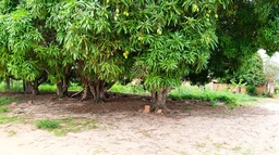 Lote/Terreno no bairro Morada Digna, em Cacoal | Eu Corretor