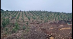 Lote/Terreno de 400000m² no bairro Centro, em São José do Cerrito | Eu Corretor