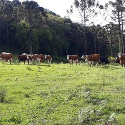 Lote/Terreno de 957686m² no bairro Centro, em Ponte Alta | Eu Corretor