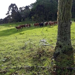 Lote/Terreno de 957686m² no bairro Centro, em Ponte Alta | Eu Corretor