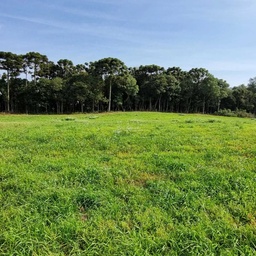 Lote/Terreno de 181500m² no bairro Passo do Marco, em Curitibanos | Eu Corretor