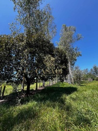 Fazenda/Sítios/Chácaras no bairro Linha 10 , em Cacoal | Eu Corretor