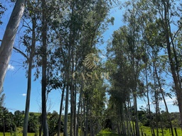 Fazenda/Sítios/Chácaras no bairro Linha 10 , em Cacoal | Eu Corretor