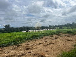 Fazenda/Sítios/Chácaras de no bairro Linha 10 , em Cacoal | Eu Corretor
