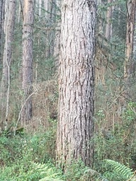 Fazenda/Sítios/Chácaras de 1860000m² no bairro Interior, em Campos Novos | Eu Corretor