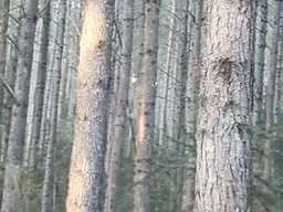 Fazenda/Sítios/Chácaras de 1860000m² no bairro Interior, em Campos Novos | Eu Corretor