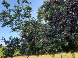 Fazenda/Sítios/Chácaras de 3 quartos, 700m² no bairro Centro (Ibiporanga), em Tanabi | Eu Corretor