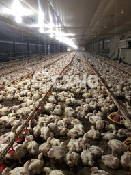 Galpão / Depósito / Armazém no bairro Área Rural, em Nova Veneza | Eu Corretor