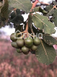 Chácara de 3 quartos, no bairro Área Rural de Goiânia, em Goiânia | Eu Corretor