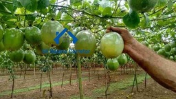 Chácara de 2 quartos, 23m² no bairro Àrea Rural, em Presidente Médici | Eu Corretor